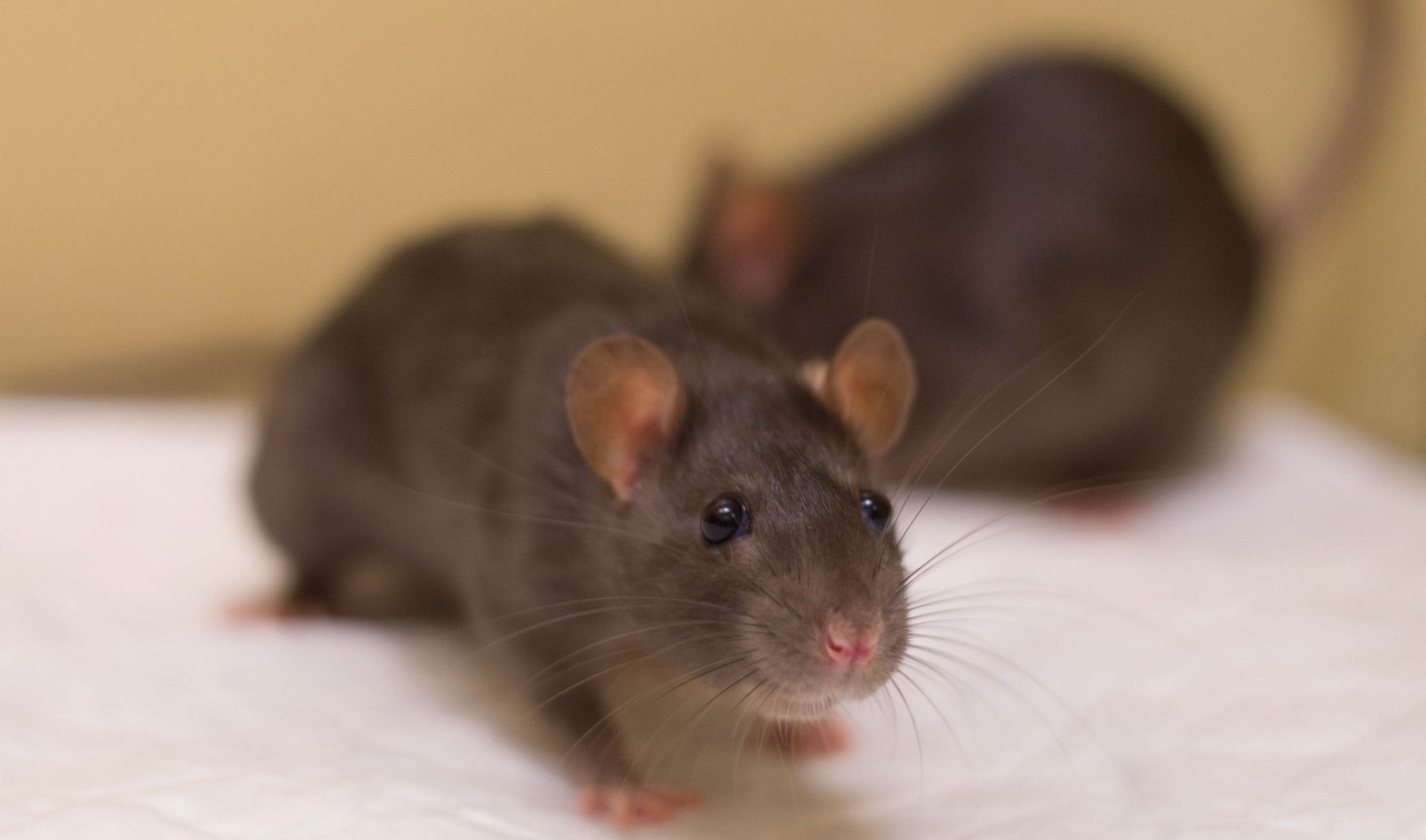 ratten ex-proefdier