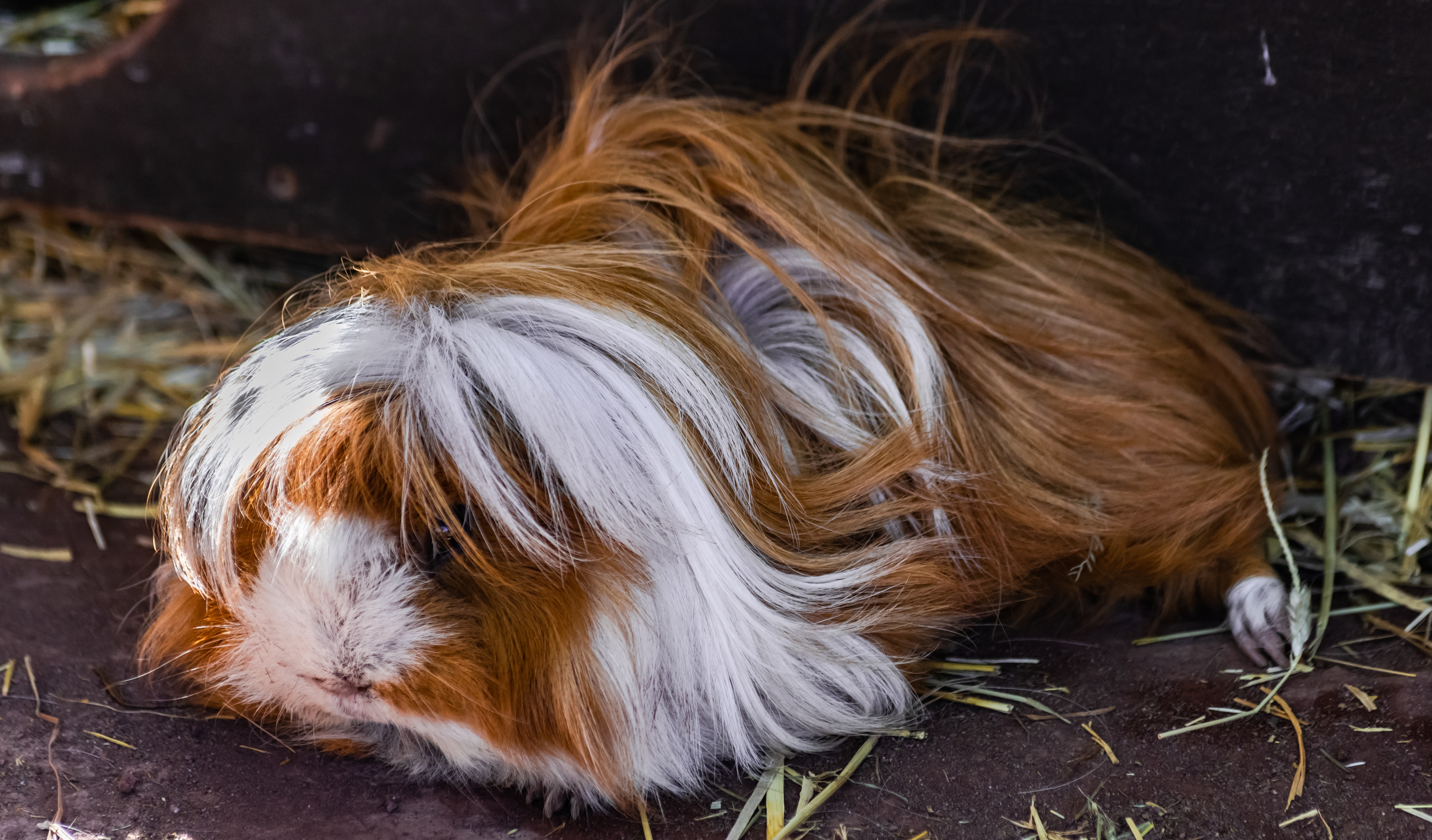 Gezondheidsproblemen langharige cavia