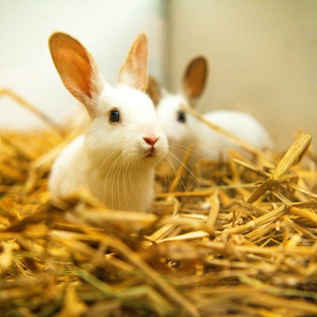 Dieren uit de dierenwinkel?