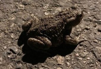 Paddentrek