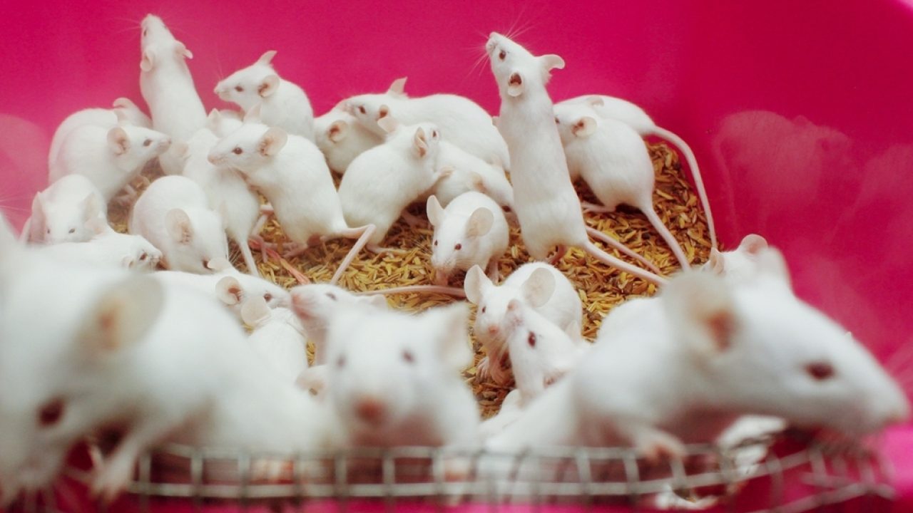 Wereldproefdierendag: tijd voor menselijkheid