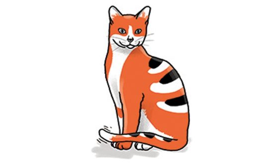 Kat Taal3
