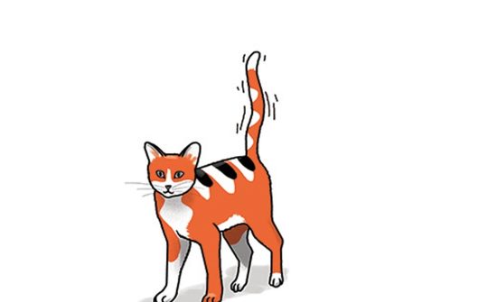 Kat Taal6