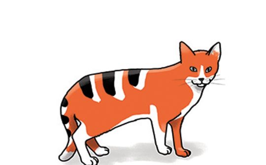 Kat Taal8