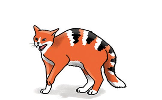 Kat Taal9