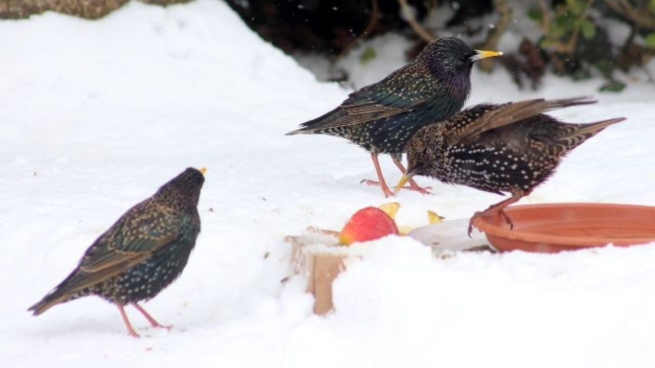 Lesbrief: dieren in de winter