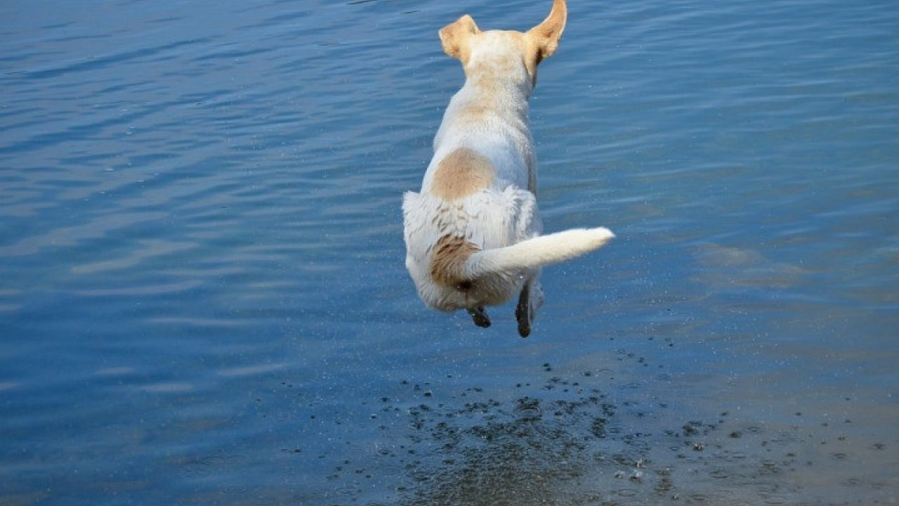 Verkoeling in het water? Pas op voor blauwalg!