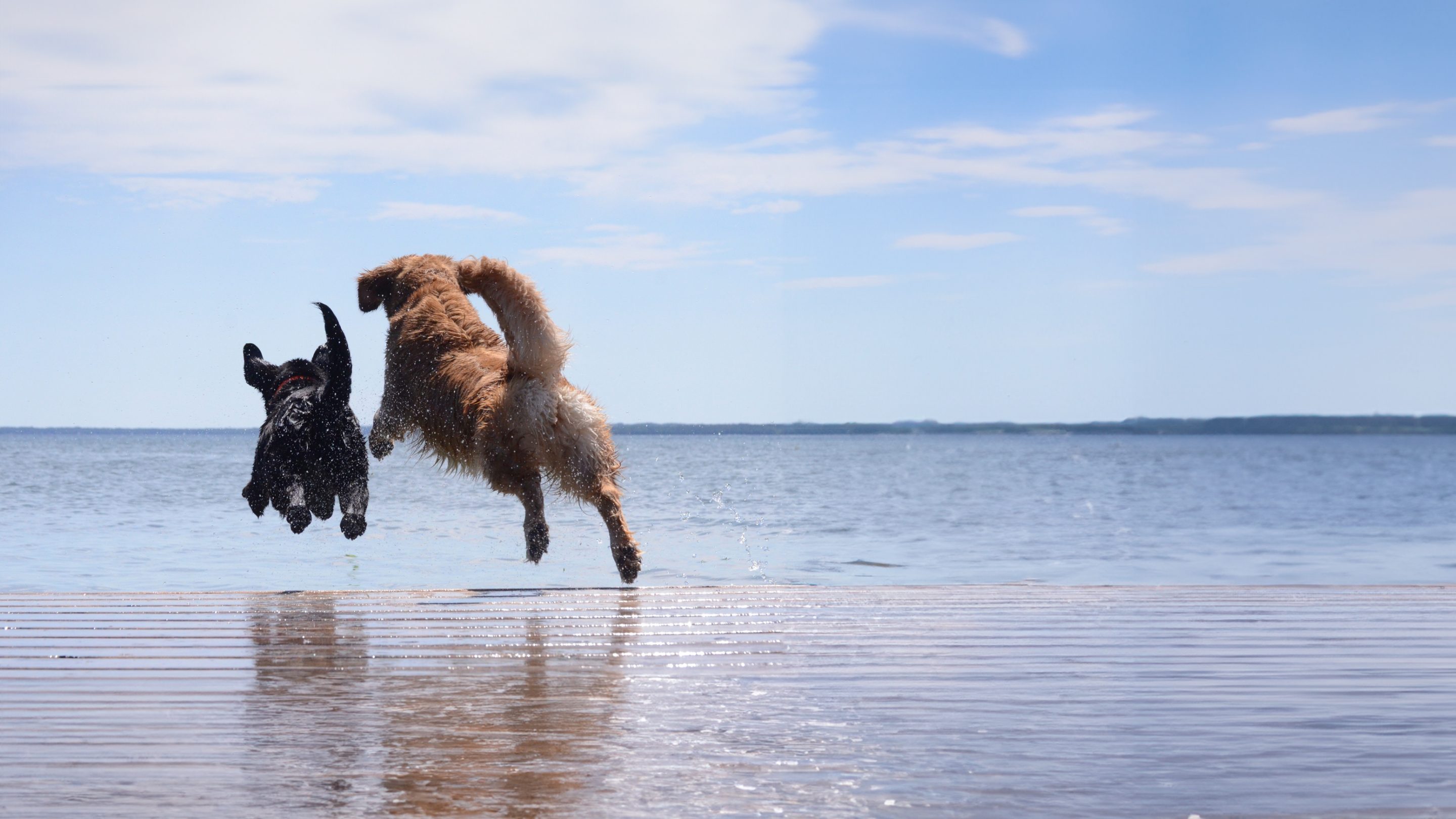 https://cms.dierenbescherming.nl/assets/common/default/Dieren/Seizoen/_2880x1620_crop_center-center_none/hond-zomer-water-iStock-501773865.jpg?stamp=2406261427&tag=lg