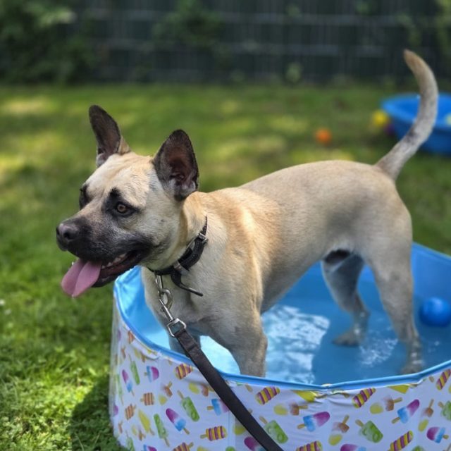 2026 DOC Zomerbadje Hond Gouda03