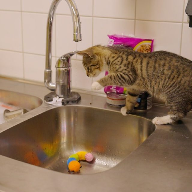 2026 Kittenwater Still Video Nika