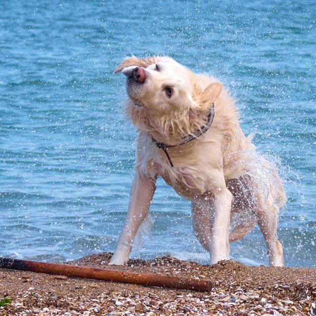 Hond strand i Stock 1307577321