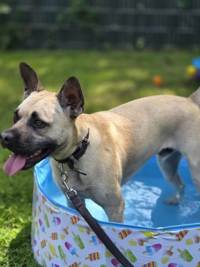 2026 DOC Zomerbadje Hond Gouda03