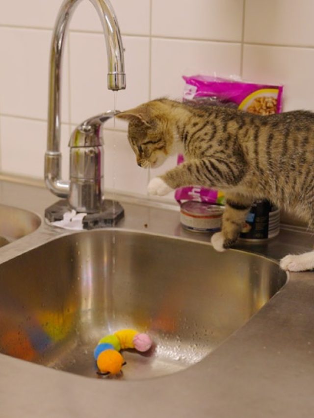 2026 Kittenwater Still Video Nika