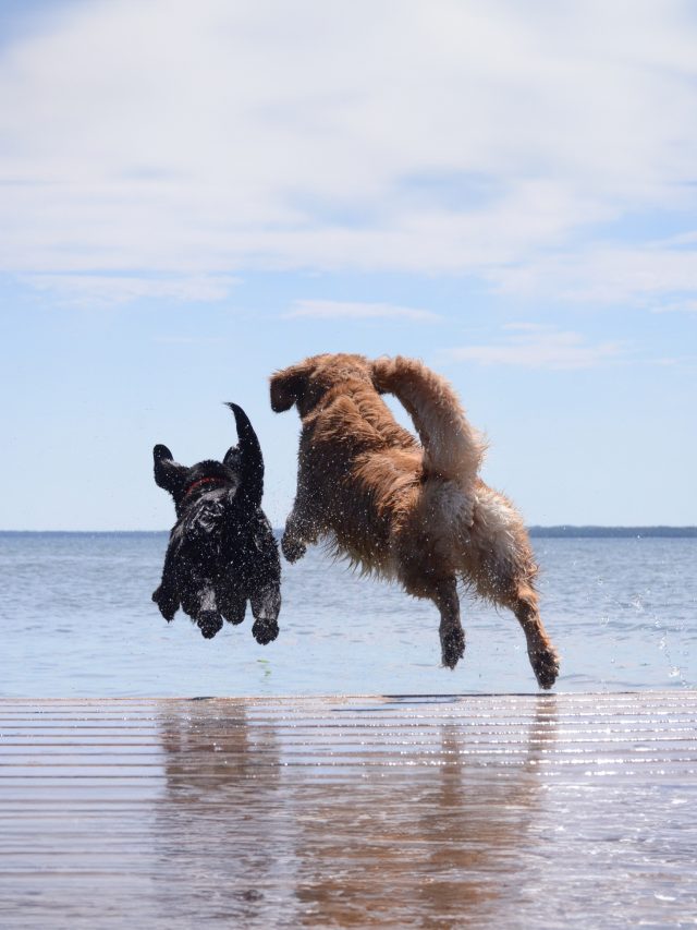 twee honden rennen de zee in
