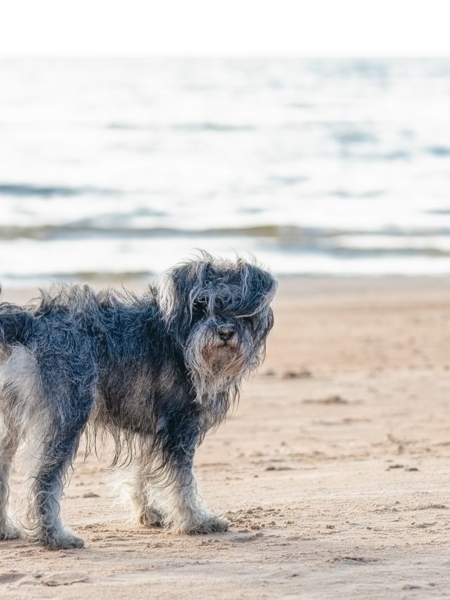 Shutterstock 2714804349