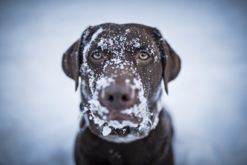 Spreekbeurt over dieren in de winter