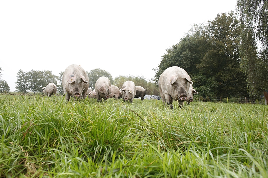 3 sterren varkens