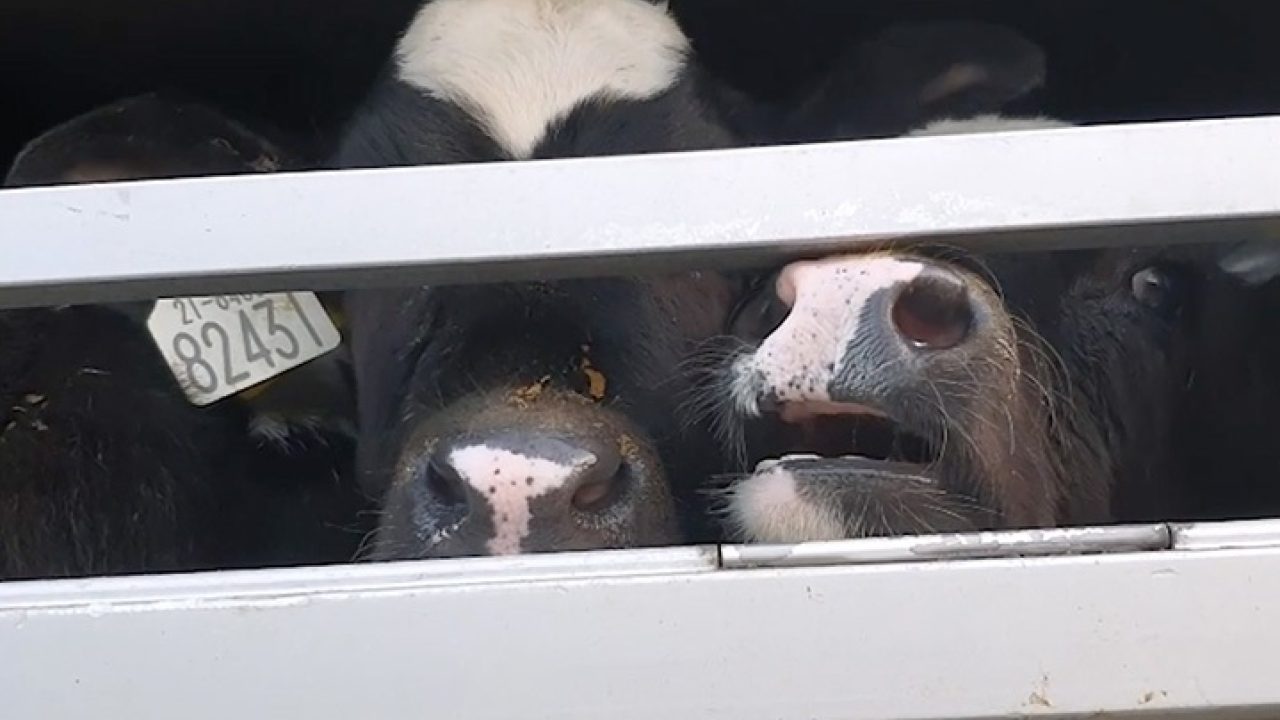 Leg kalververvoer verder aan banden