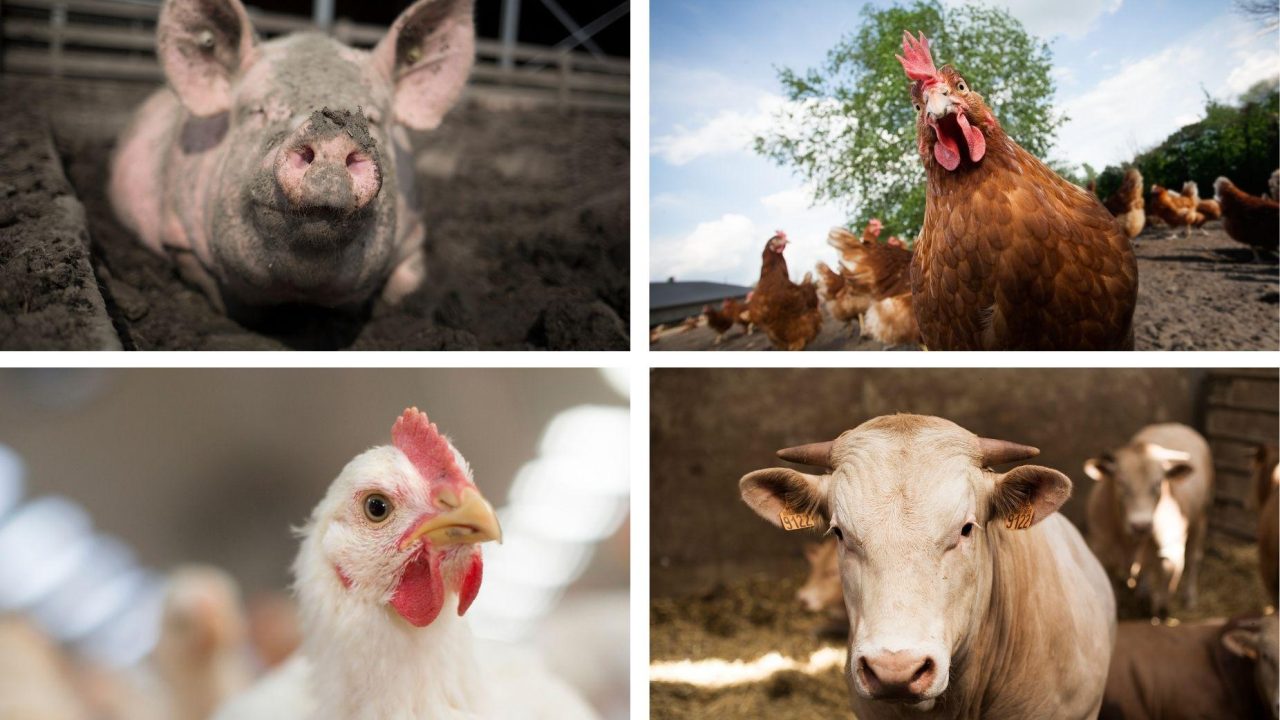 Deltaplan Veehouderij. Goed voor mensen. Goed voor dieren
