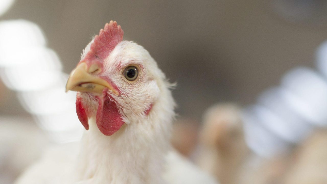 Neem dierenwelzijn mee in stikstofdiscussie