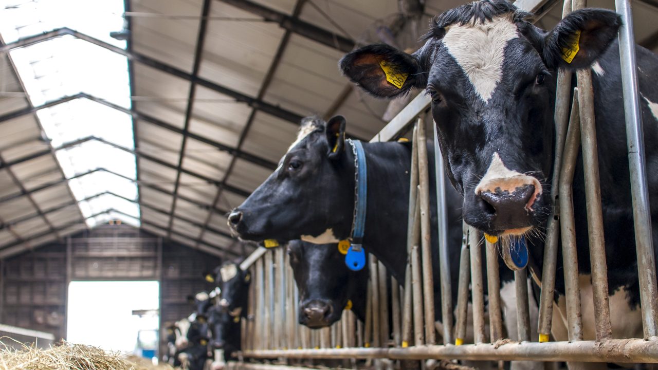 Dierenbescherming: “Adema schuift door en plukt laaghangend fruit”