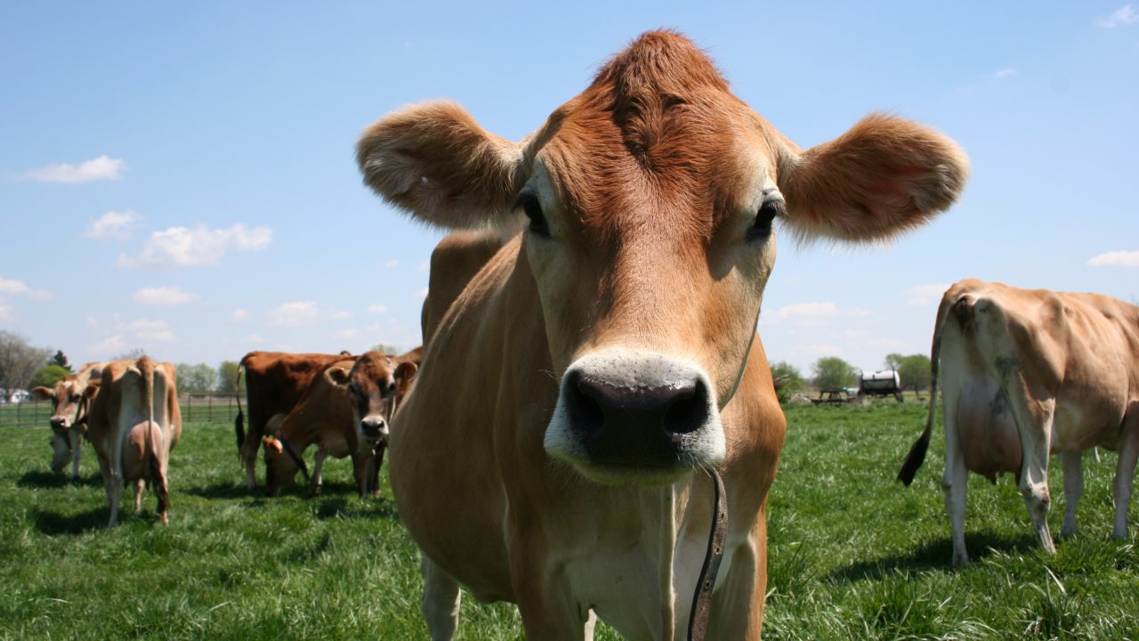 Opnieuw pleidooi voor deltaplan veehouderij
