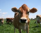 Koe istock 4