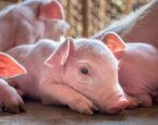 Shutterstock week old pigletklein