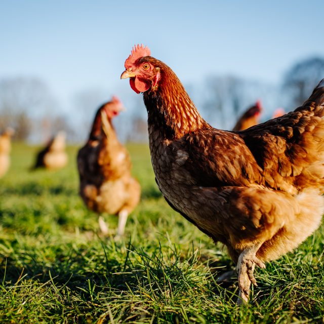 Dieren op je bord