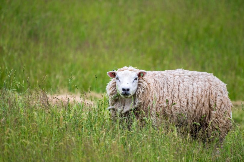 Veelgestelde vragen over blauwtong