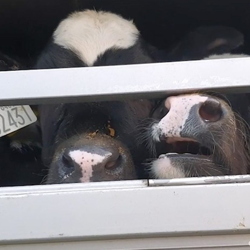Afbeelding bedankmail veetransport