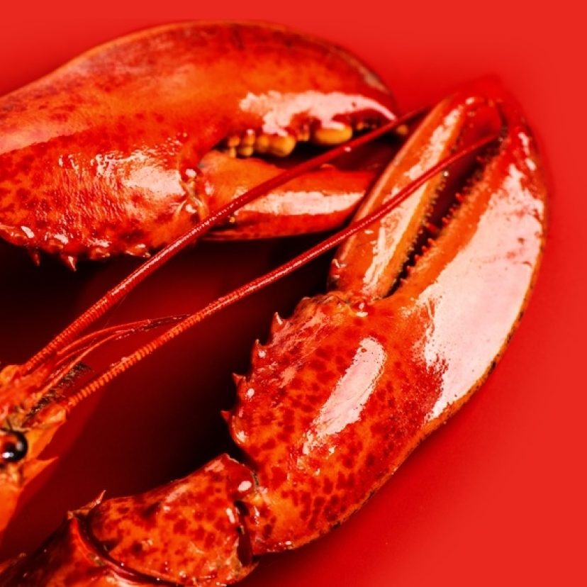 Shutterstock 2736594063lobster