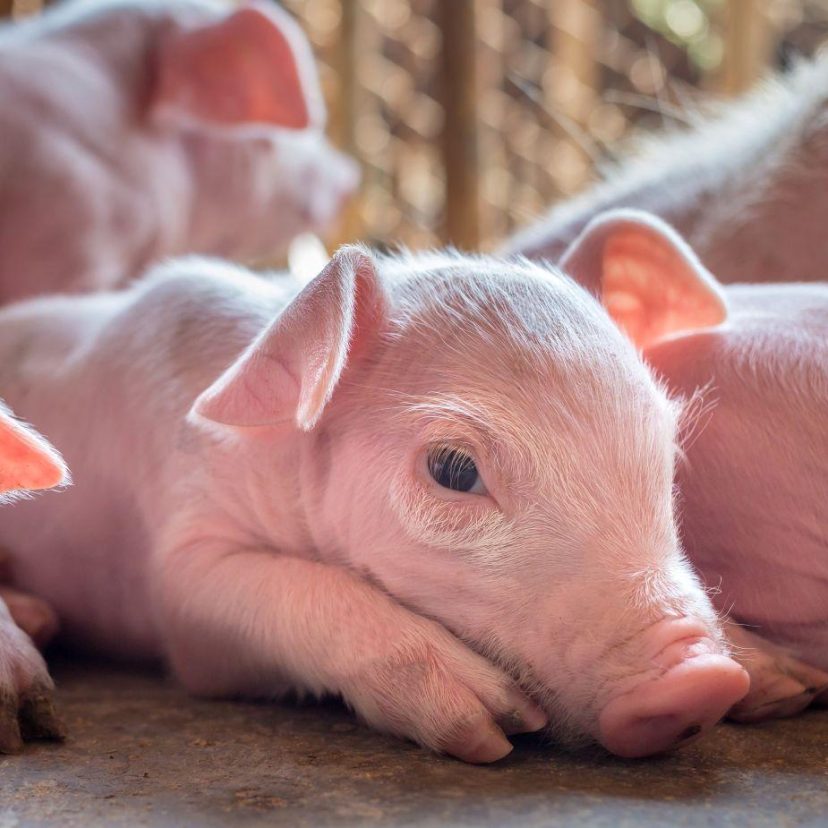 Shutterstock week old pigletklein