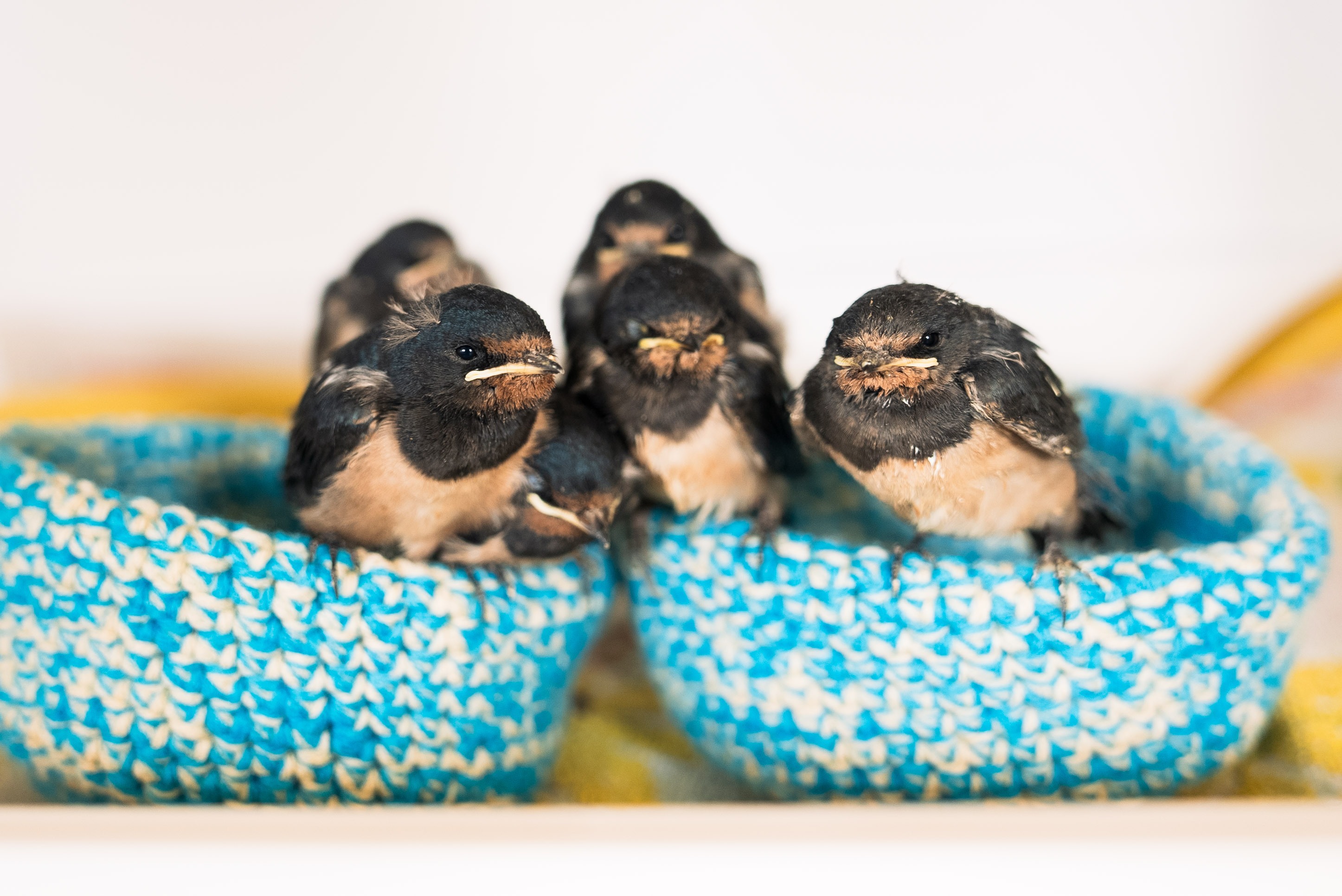 Vogels in gehaakte nestjes