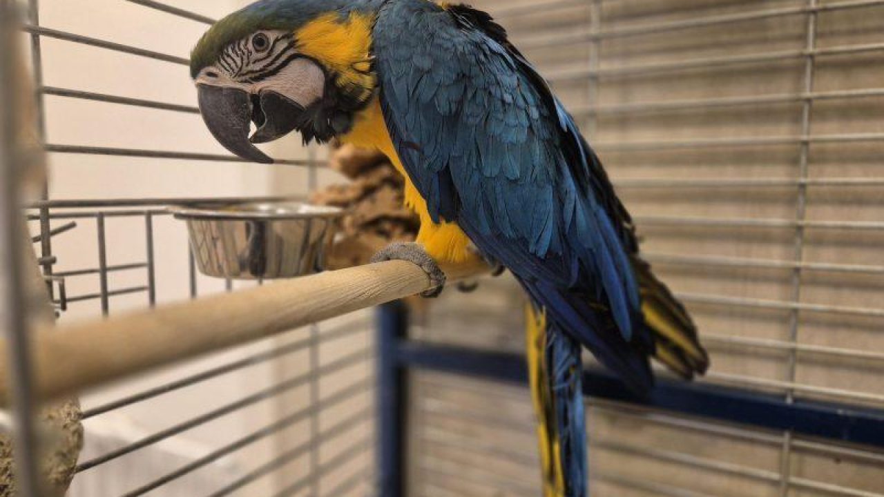 Veel mis bij vogelhandel in Nederland