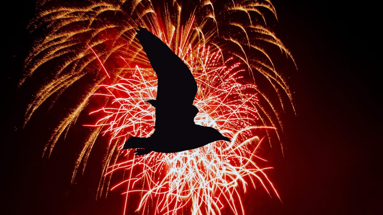 Vuurwerk zorgt voor veel geschrokken en vermiste huisdieren