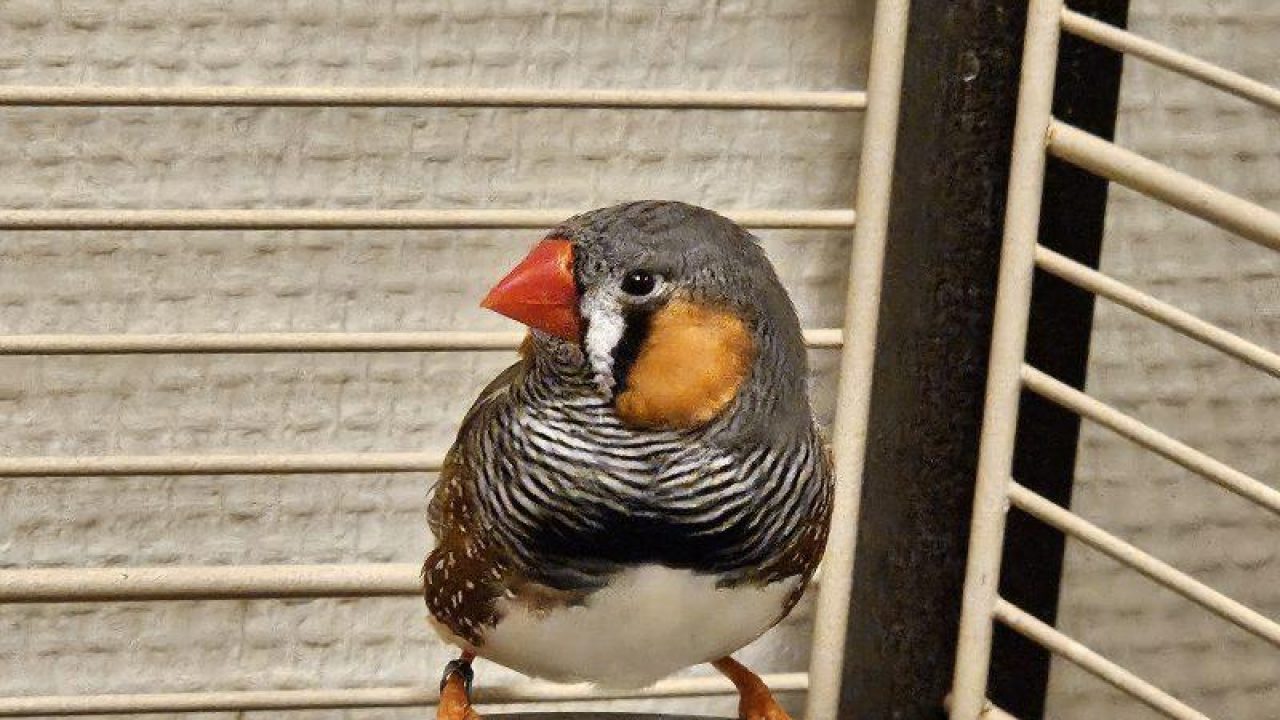 'Stop de vogelhandel'