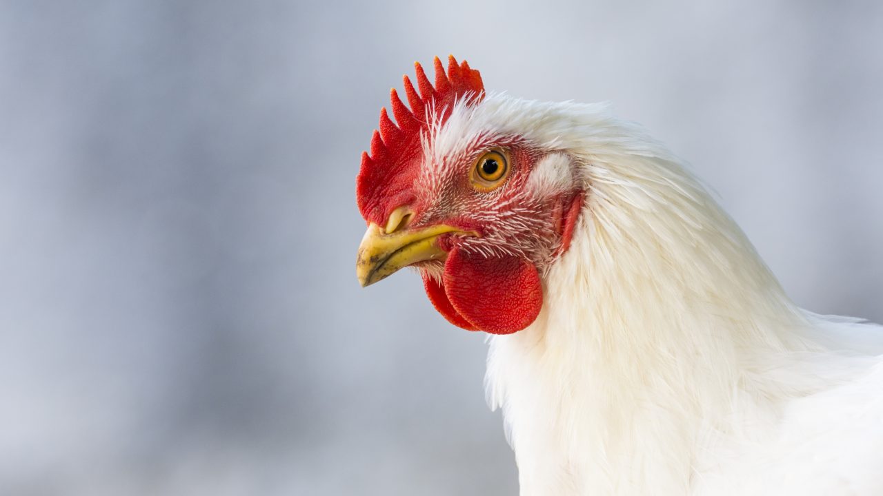 Dierenbescherming zeer kritisch op voorgestelde wetgeving
