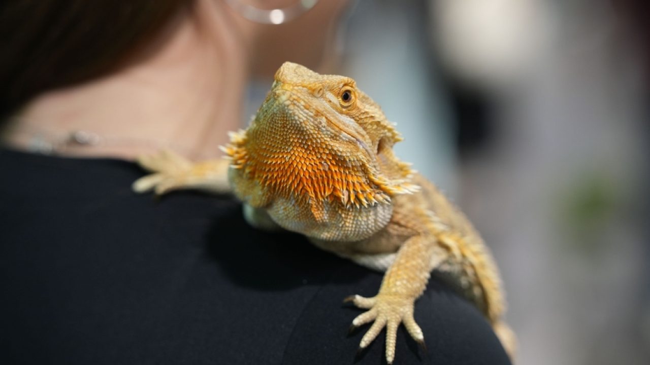 Einde aan reptielenbeurzen dichtbij