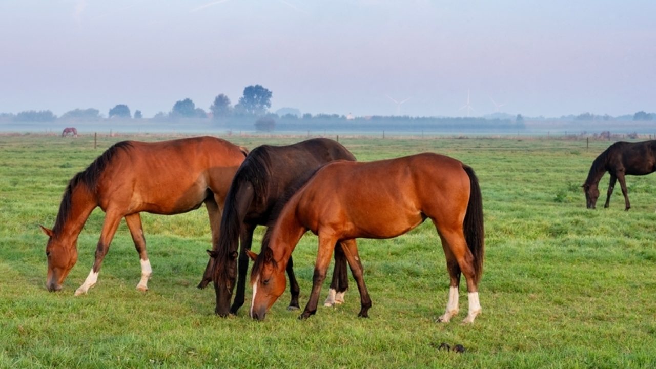 LID: Opnieuw dieren weggehaald bij eigenaar in Echt-Susteren