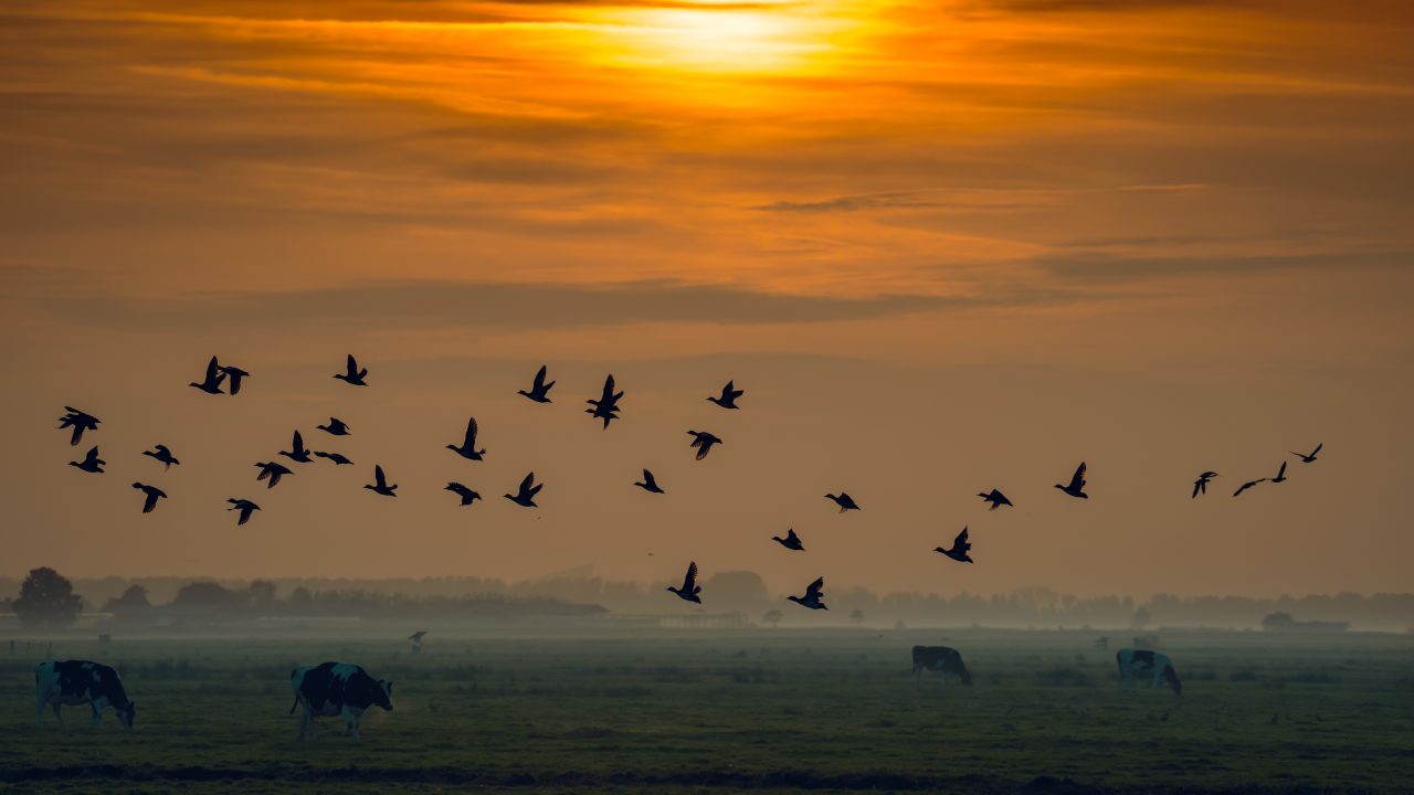 Dierenbescherming feliciteert nieuwe bewindspersonen en vraagt om stevige keuzes voor dieren