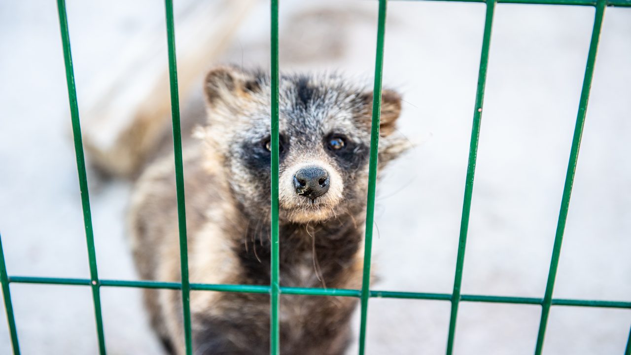 De taaie maar succesvolle strijd tegen bont en pelsdierenfokkerij