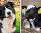 Bordercollie en kalfje naast elkaar