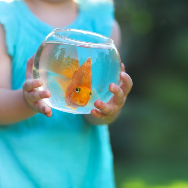 Dieren in de klas?