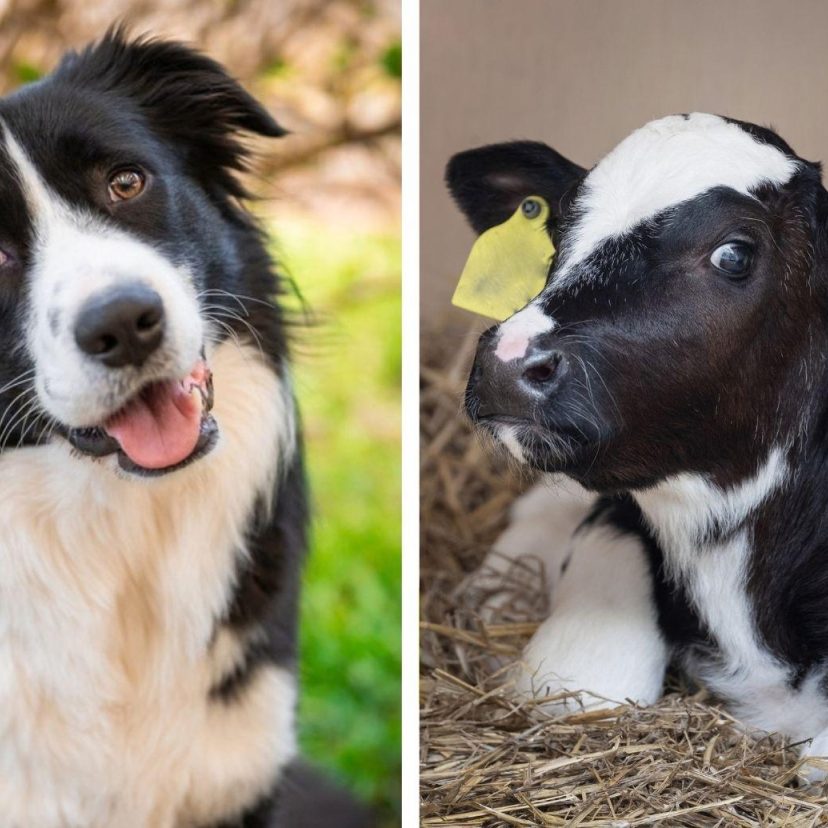 Bordercollie en kalfje naast elkaar