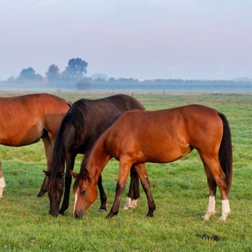 Shutterstock 2514220449