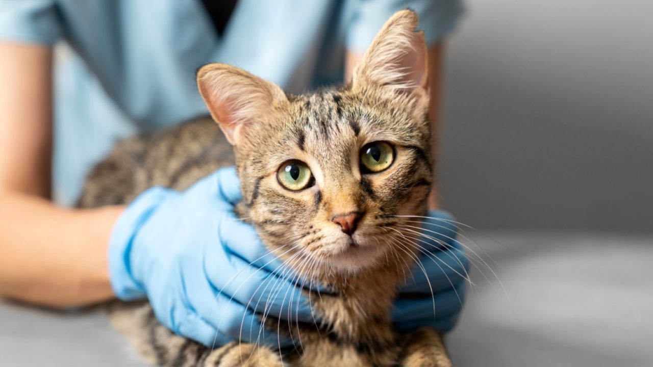 Uit Kamerbrief dierenartszorg blijkt urgentie