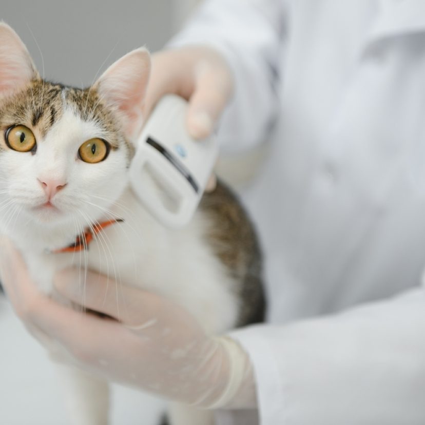 Kat bij de dierenarts