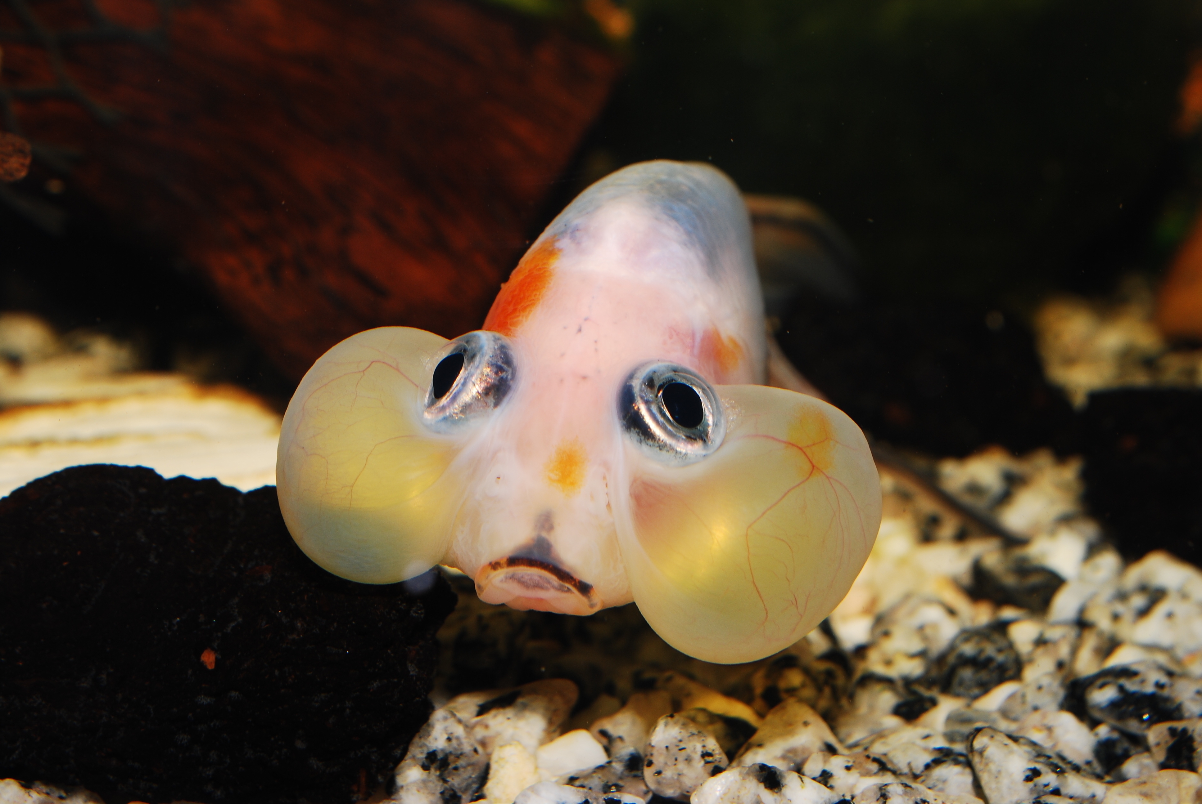 Blaasoog gezondheidsproblemen