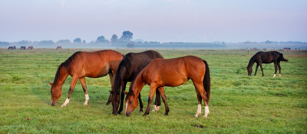 Paarden in de wei